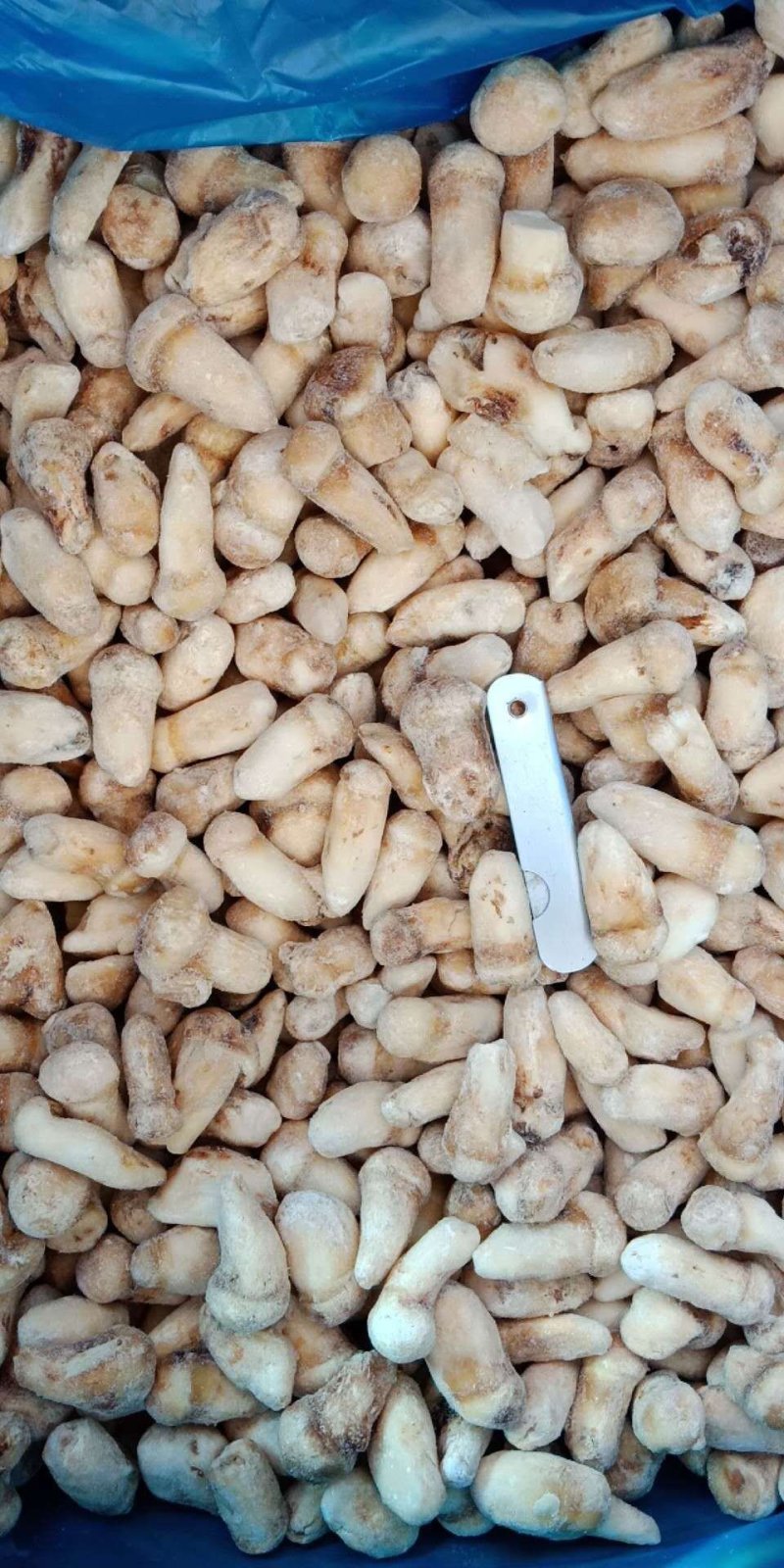 一件代发云南精品食用菌野生菌冻品野生松茸