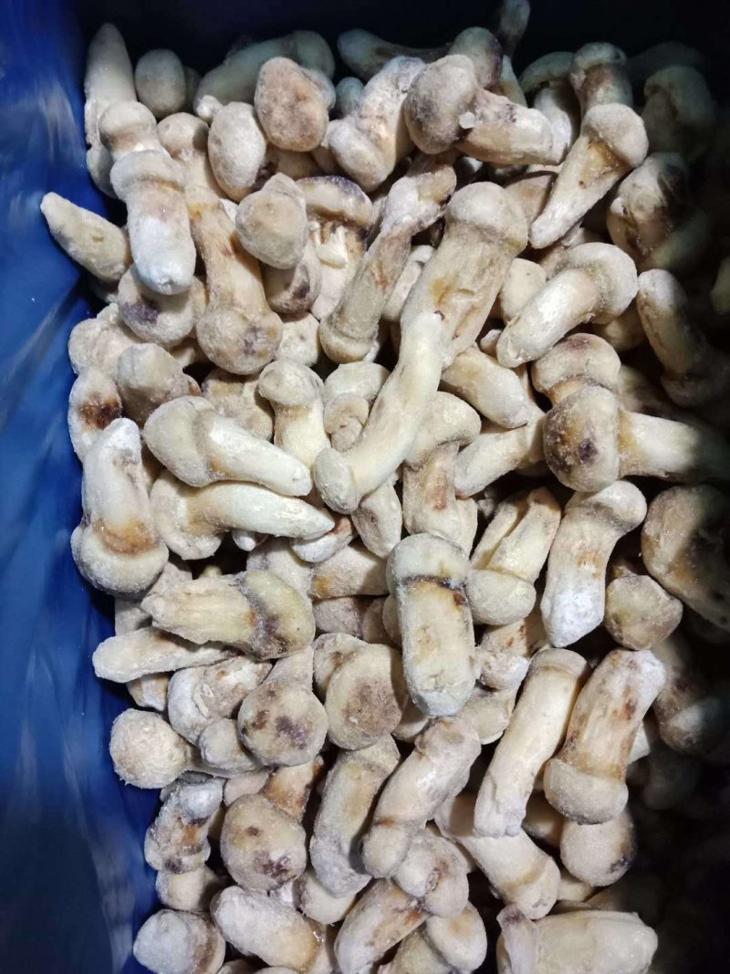 一件代发云南精品食用菌野生菌冻品野生松茸