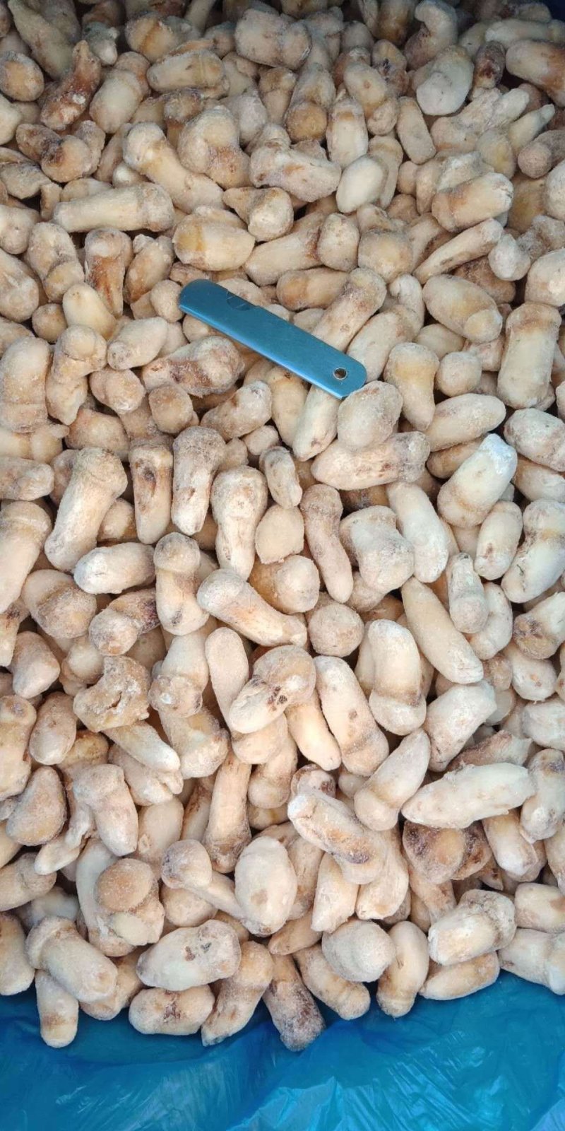 一件代发云南精品食用菌野生菌冻品野生松茸