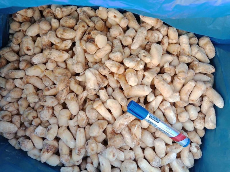 一件代发云南精品食用菌野生菌冻品野生松茸