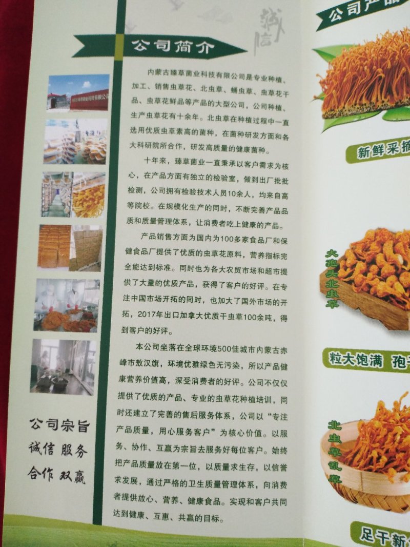 大孢子头虫草花，籽粒饱满，干净无硫黄熏，产地一手货源。