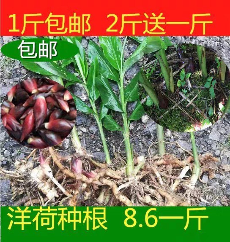 阳荷姜新鲜洋荷姜阳荷笋洋火襄荷茗荷