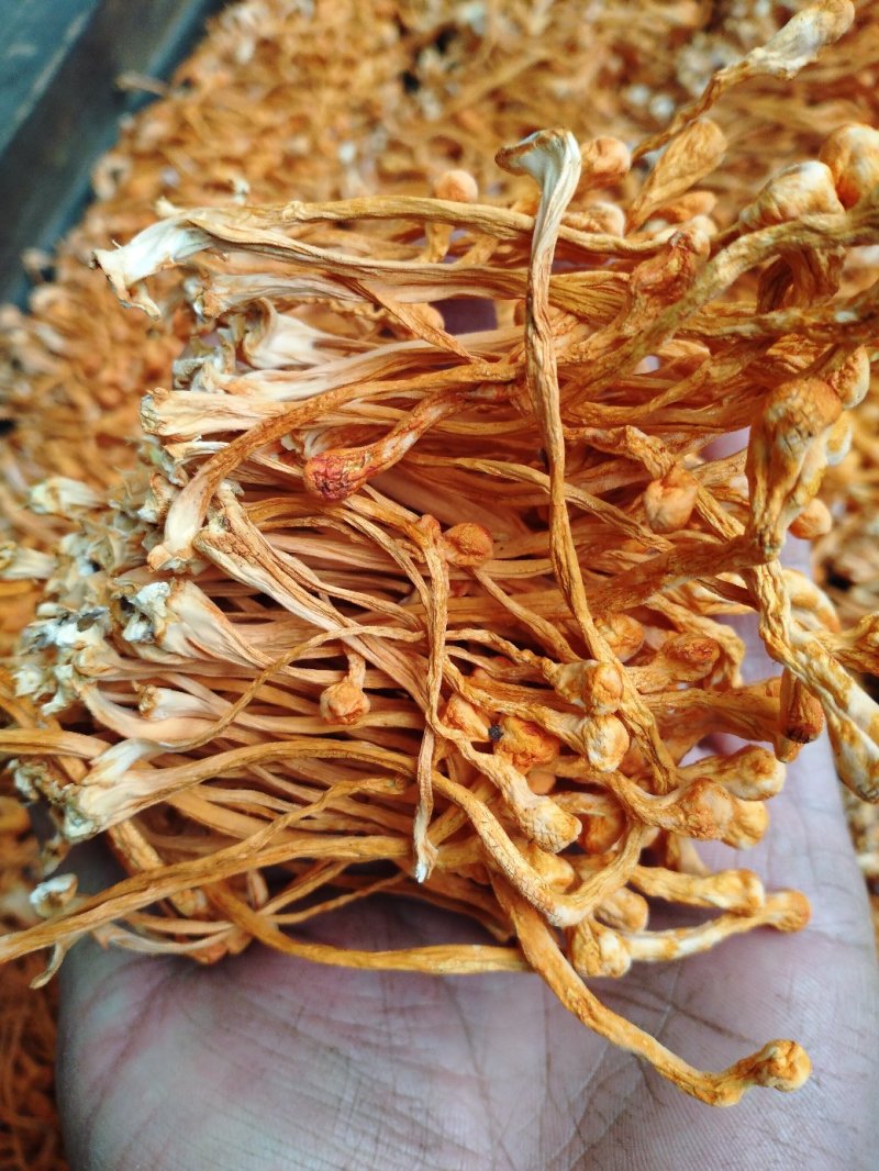 批发零售北虫草虫草花排草，中间干净排列整齐
