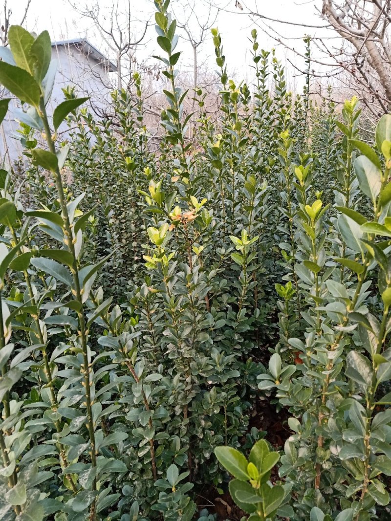 【冬青苗】绿化和作篱笆墙，量大从优，自家种植给钱就卖