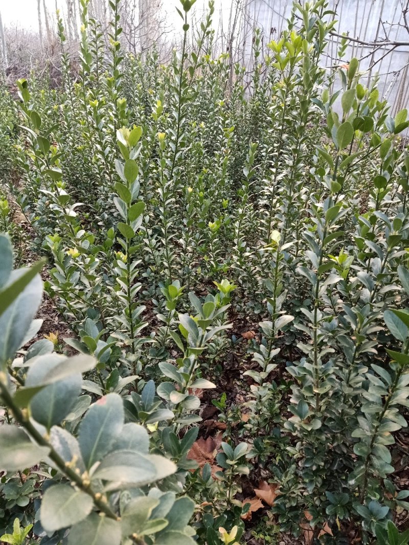【冬青苗】绿化和作篱笆墙，量大从优，自家种植给钱就卖