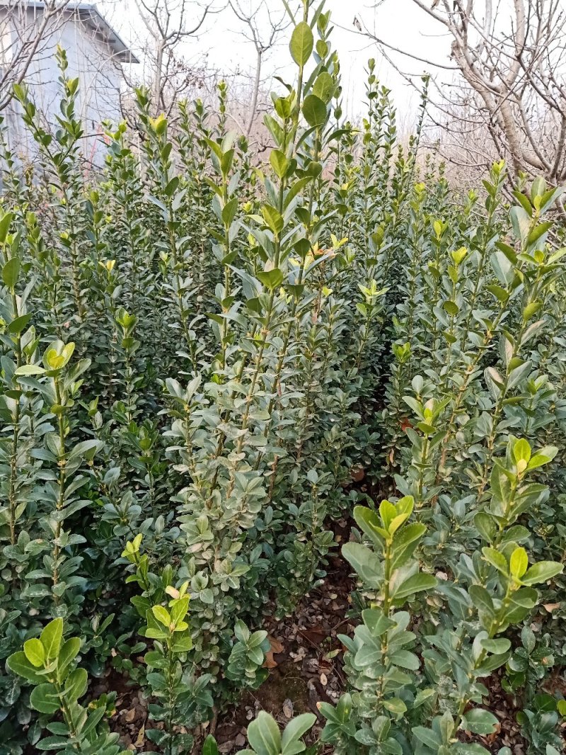 【冬青苗】绿化和作篱笆墙，量大从优，自家种植给钱就卖