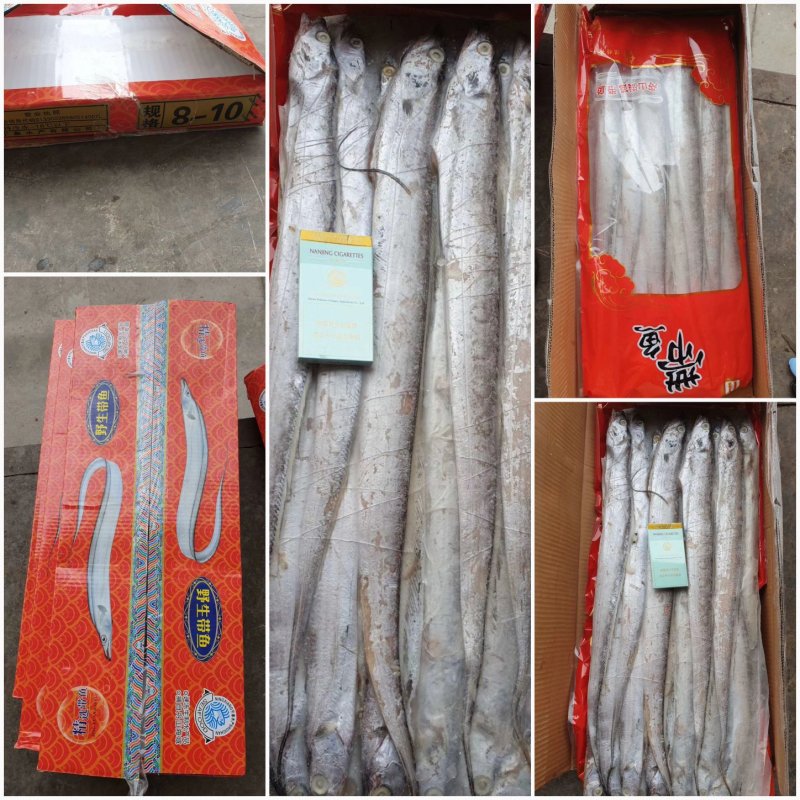 东海带鱼国产带鱼独立包装带鱼舟山小包装带鱼全规格常年供货