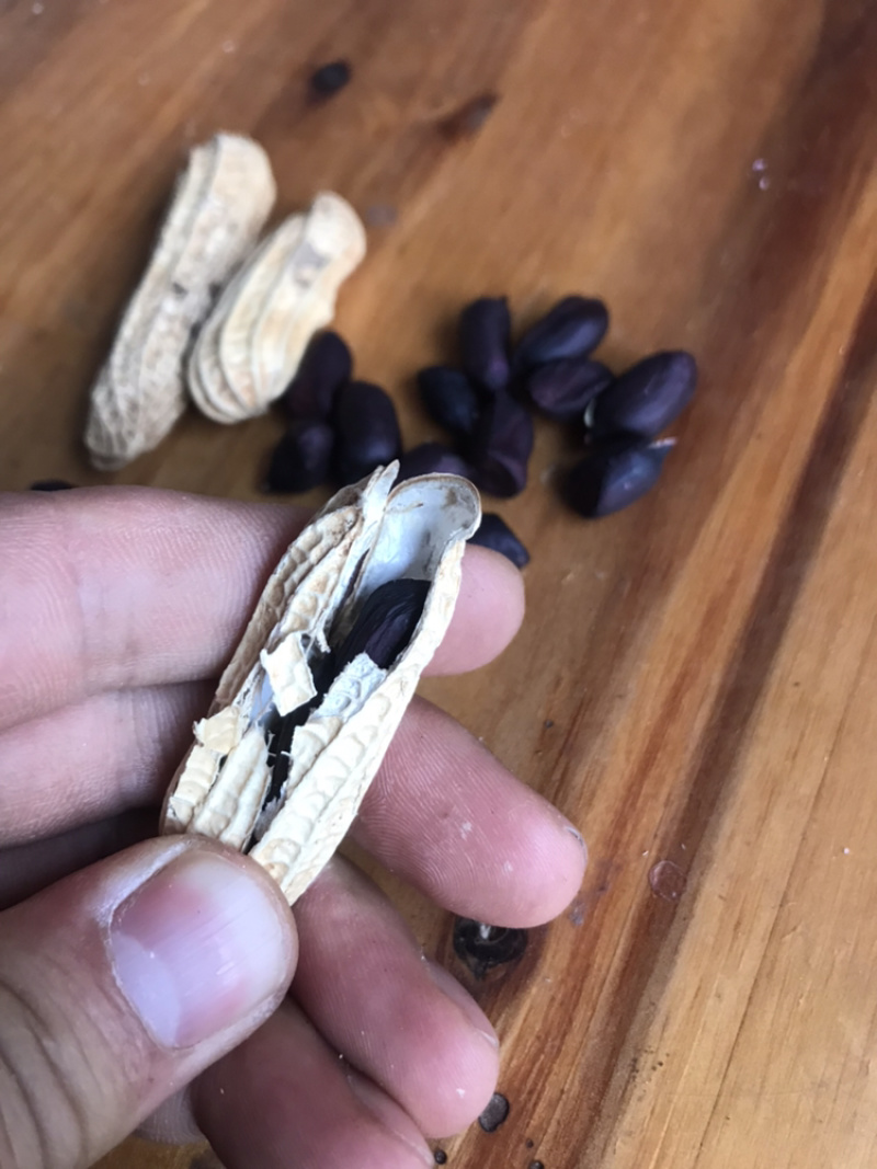 黑色花生云南富硒黑花生