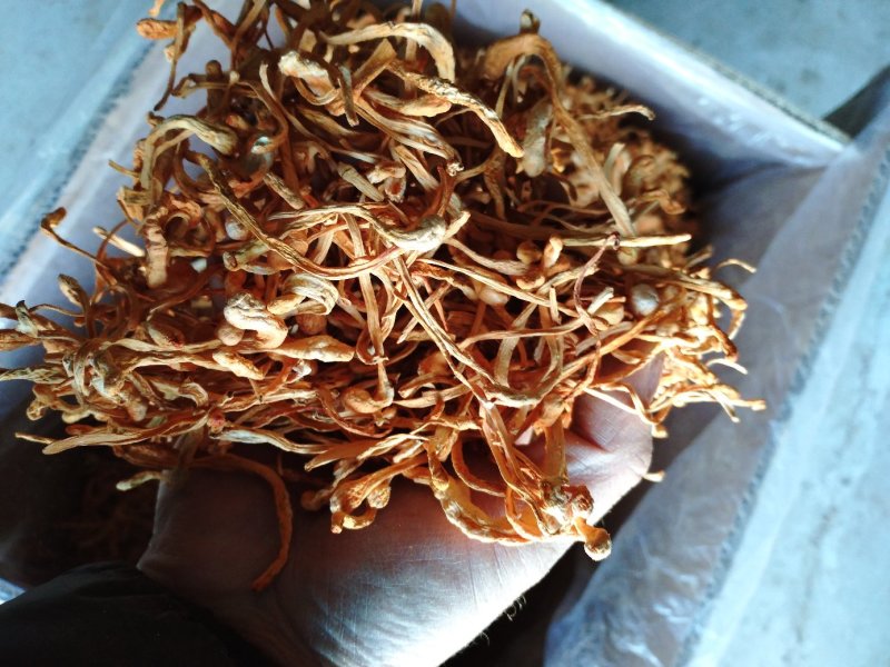 大米虫草花虫草素含量高，优质大米草虫草花出售