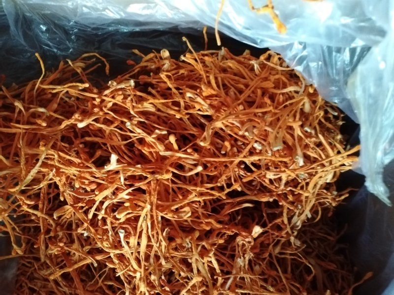大米虫草花虫草素含量高，优质大米草虫草花出售