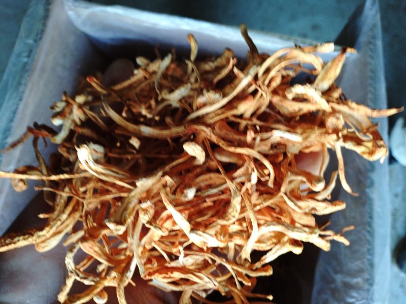 大米虫草花虫草素含量高，优质大米草虫草花出售