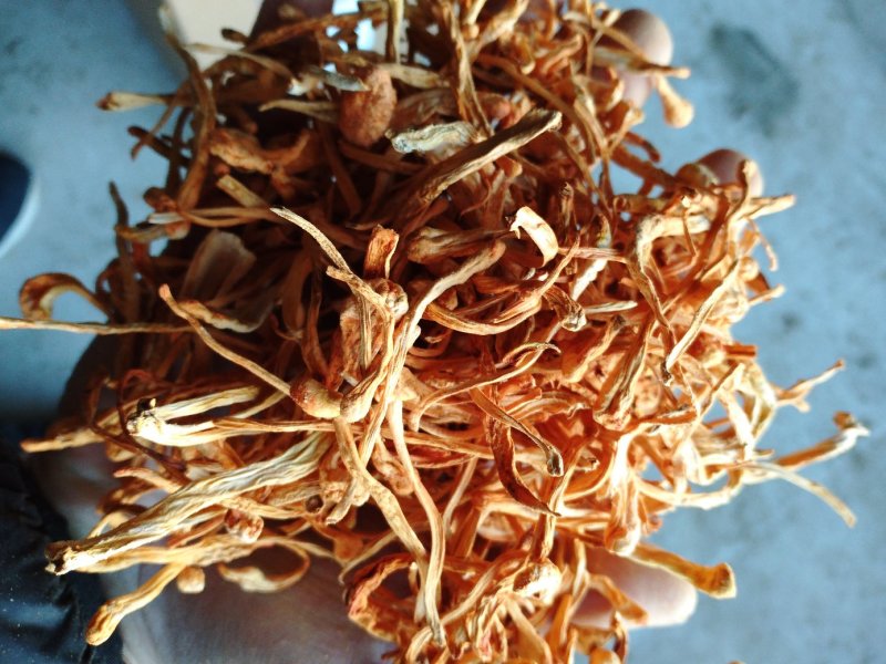 大米虫草花虫草素含量高，优质大米草虫草花出售