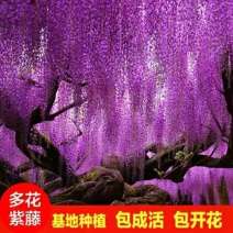 【现挖现发】优质紫藤花树苗:产地直销