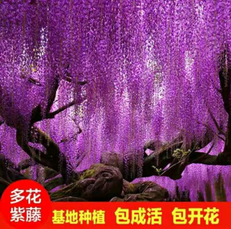 【现挖现发】优质紫藤花树苗:产地直销包邮