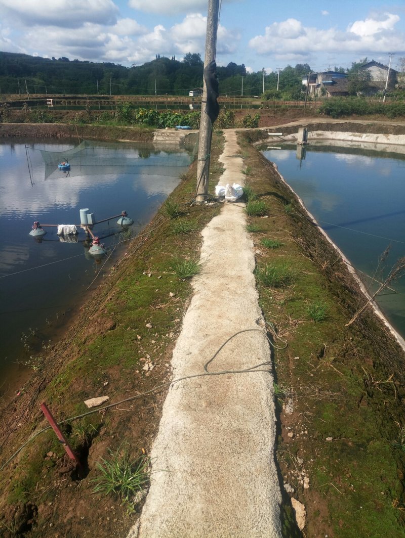 草鱼苗，(品种纯种类全长勢快抗病力强)
