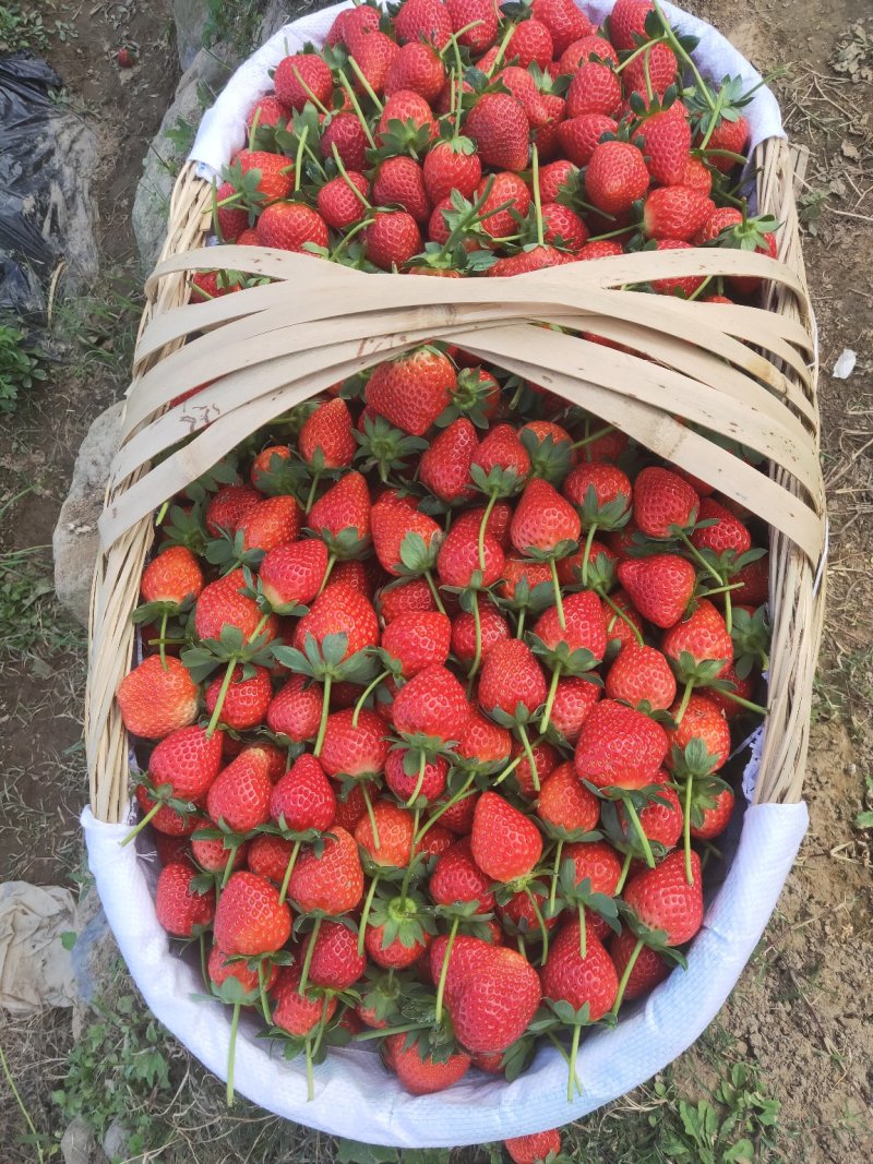 大凉山露天冬草莓口感甜美，欢迎各种电商合作，一件带发