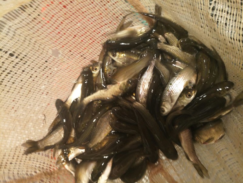 【养殖基地直供】鲤鱼苗，品种纯长势快，成活率高抗病力强