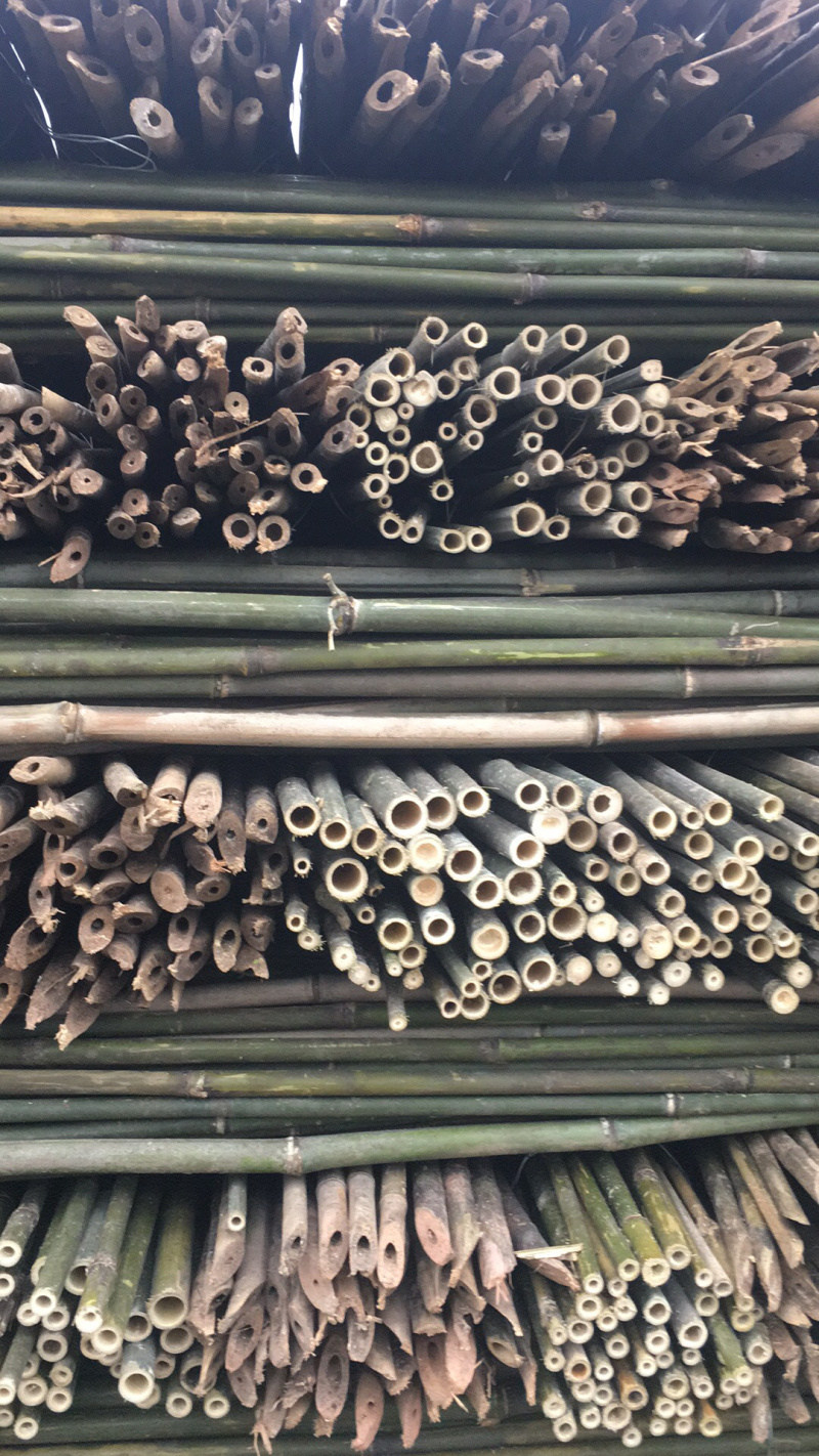 竹杆，豆角架，菜架竹，大量批发，竹片，竹羊床