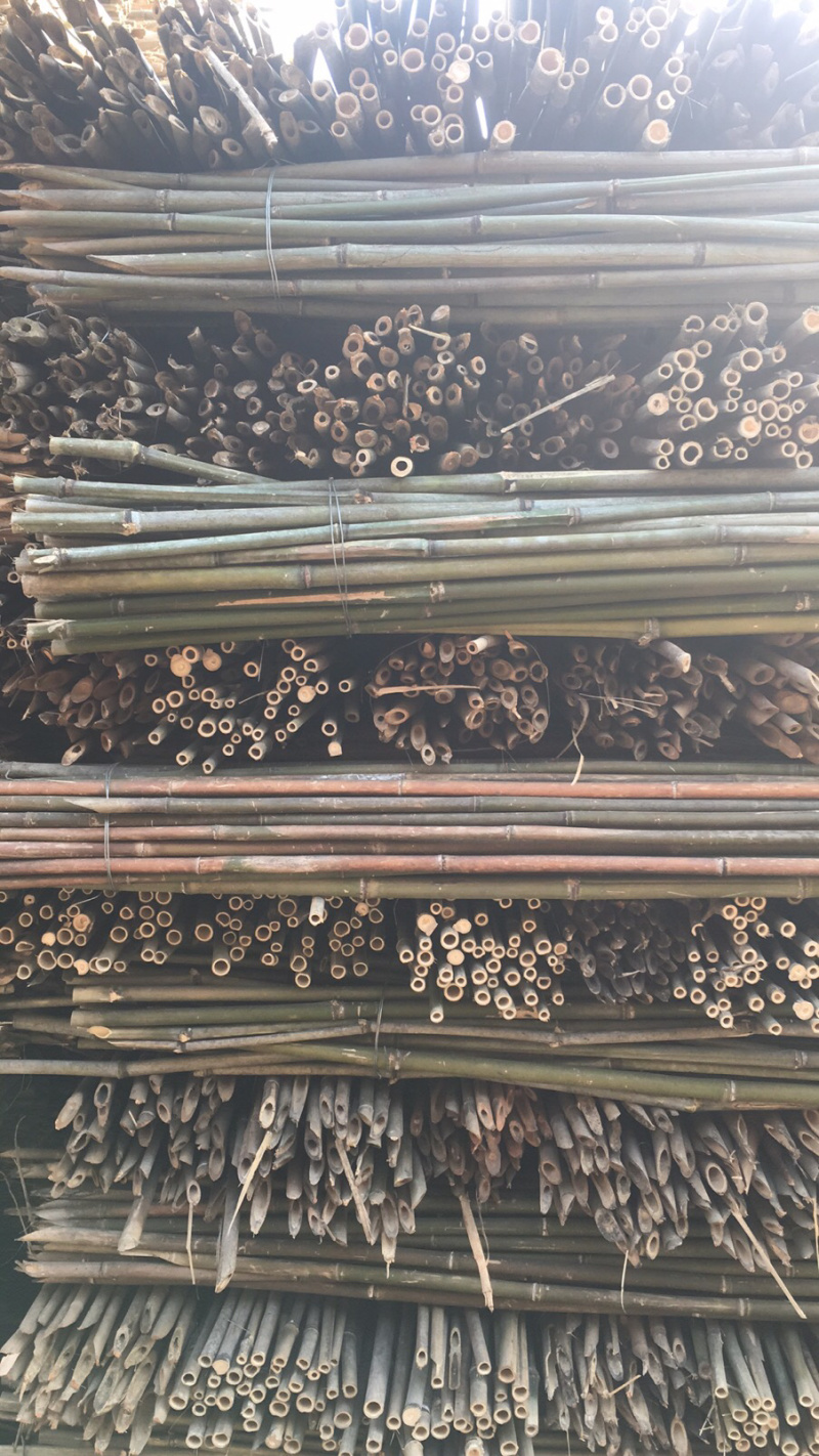 竹杆，豆角架，菜架竹，大量批发，竹片，竹羊床