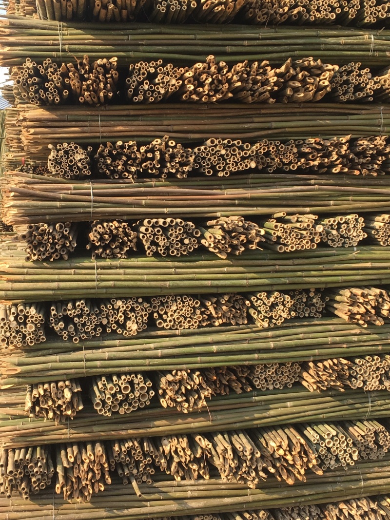 竹杆，豆角架，菜架竹，大量批发，竹片，竹羊床