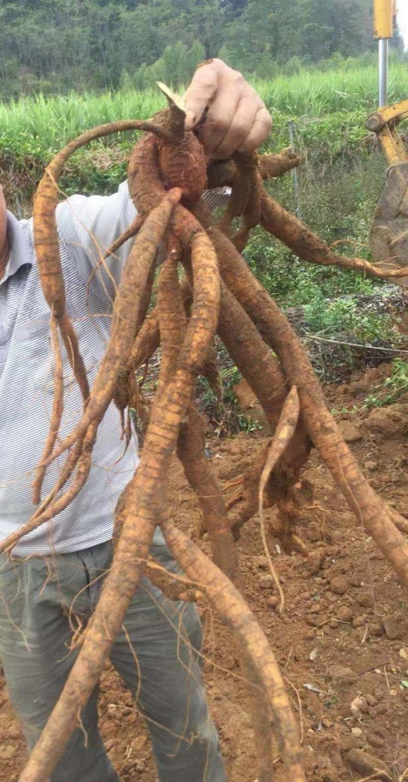 小叶牛大力种子