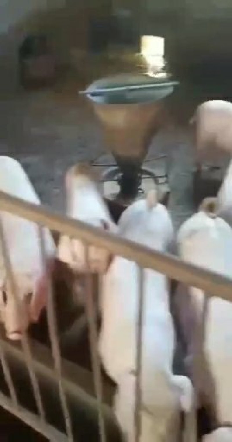 猪苗三元仔猪猪仔防疫到位全国包送免费派技术员