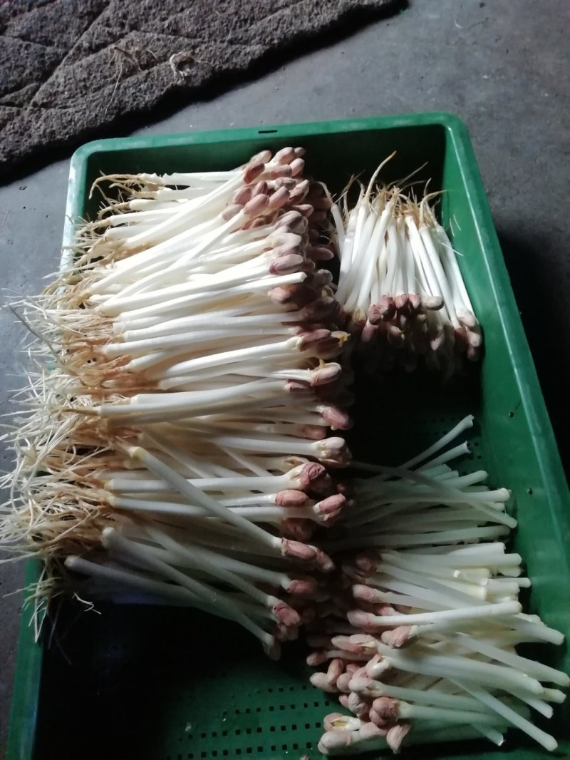花生芽