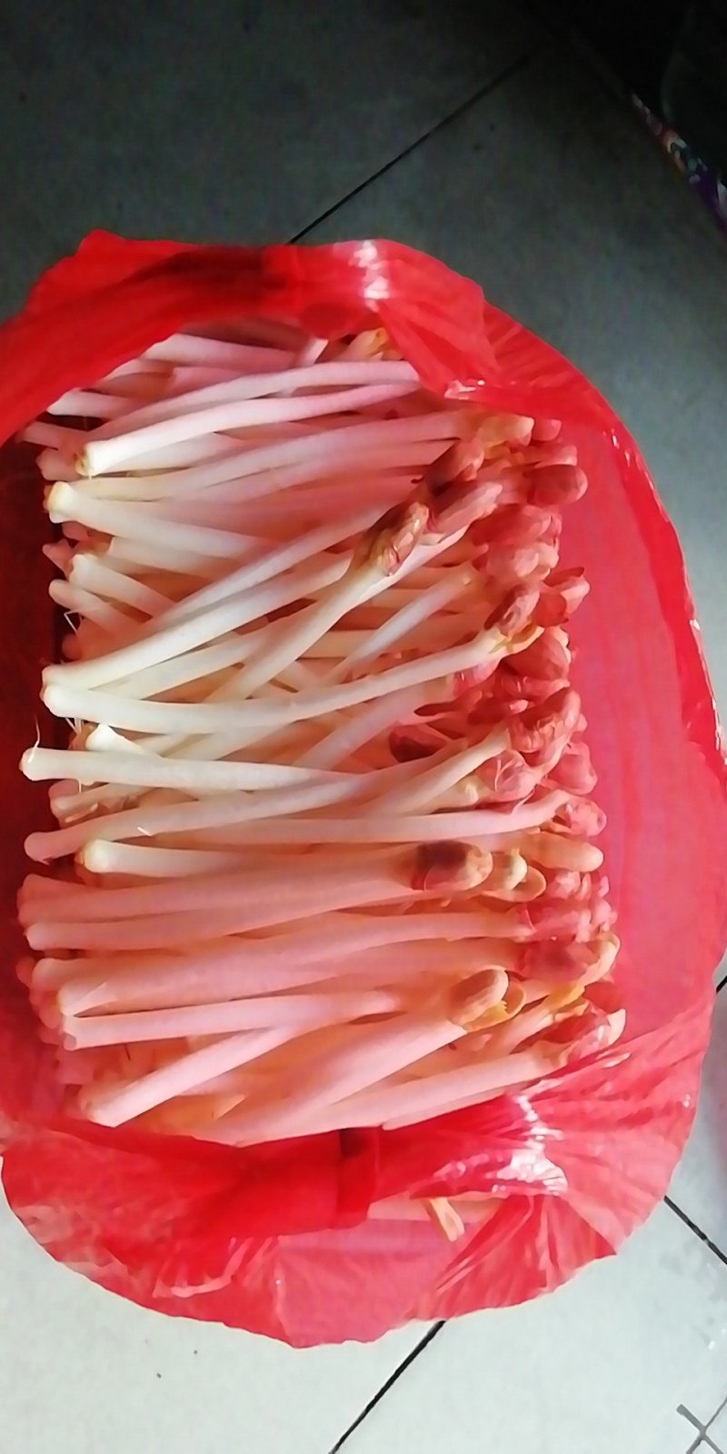 花生芽