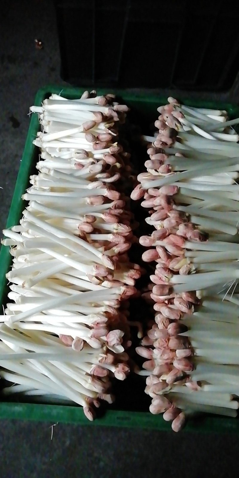 花生芽
