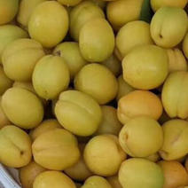 珍珠油杏