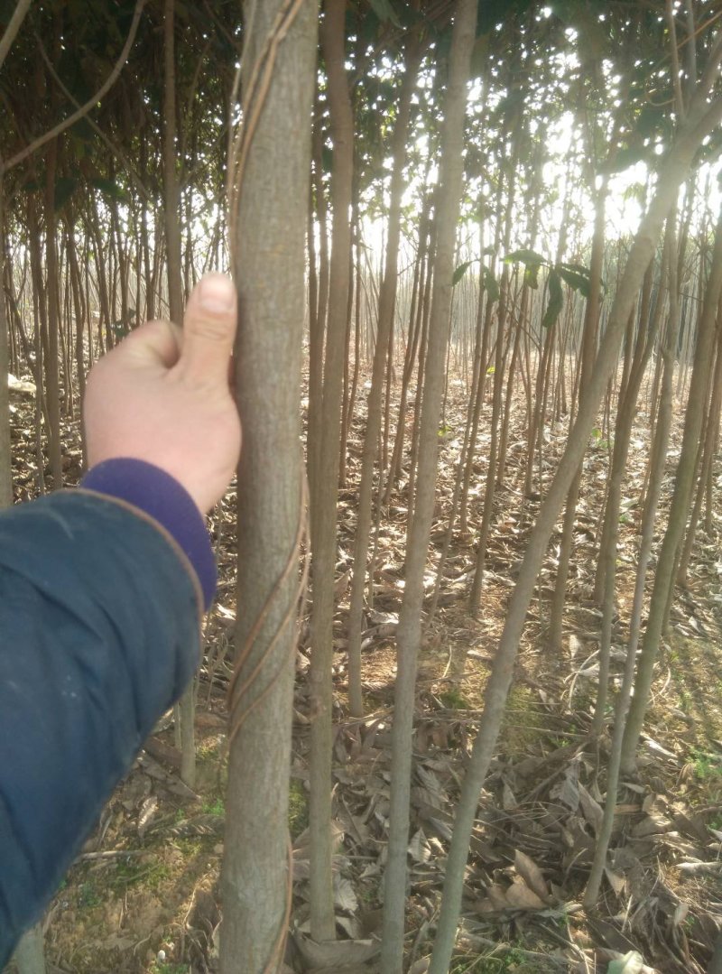 【枇杷树苗】常年供应1-6分精品枇把树，支持实地看货，