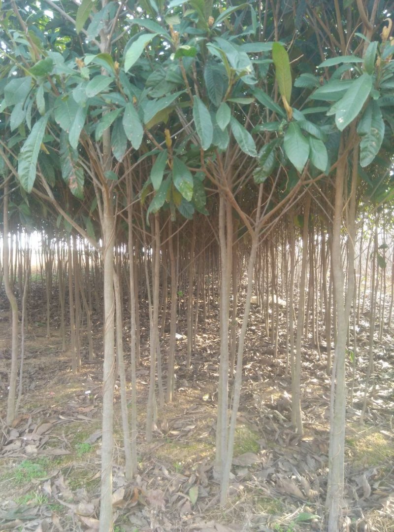 【枇杷树苗】常年供应1-6分精品枇把树，支持实地看货，