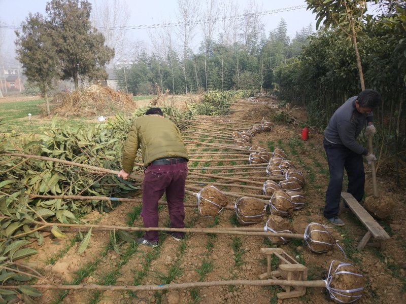 【枇杷树苗】常年供应1-6分精品枇把树，支持实地看货，