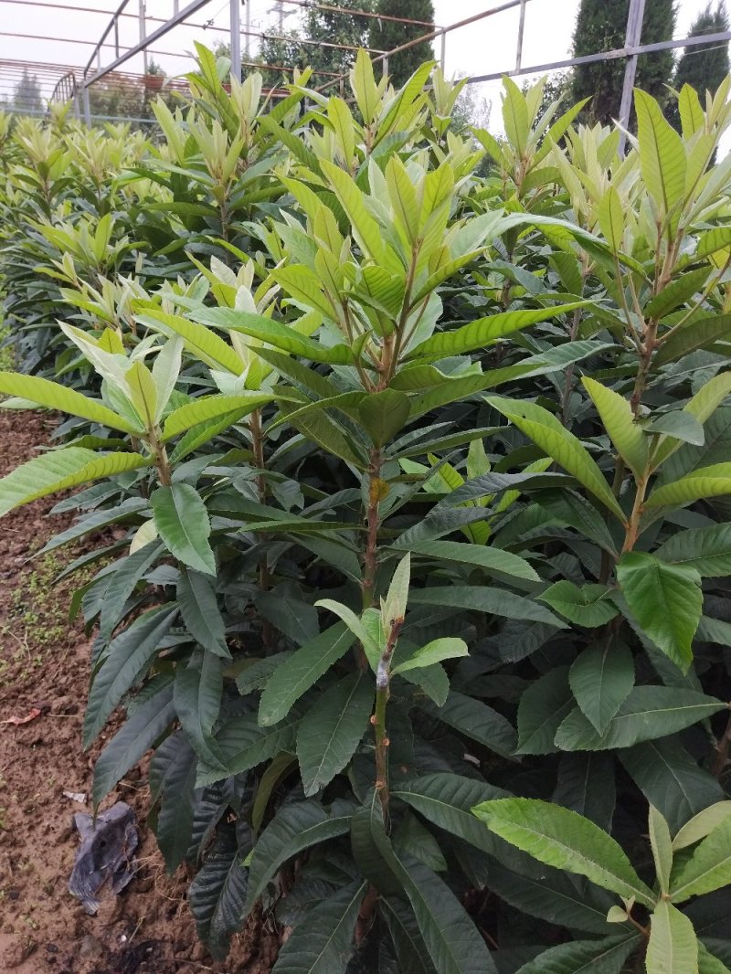 【枇杷树苗】常年供应1-6分精品枇把树，支持实地看货，