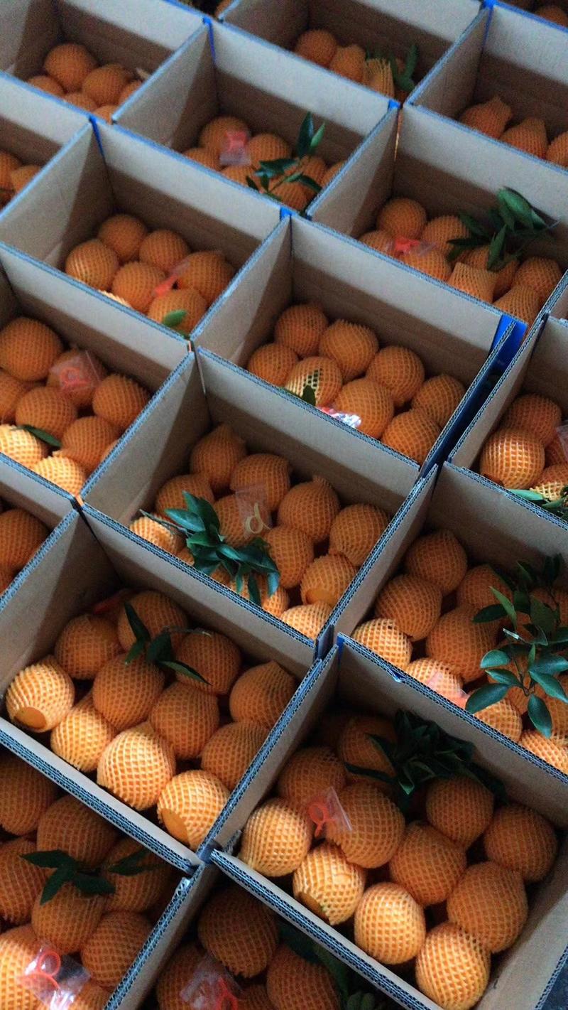 精品诸橙，产地看货采摘保质保量，欢迎订购