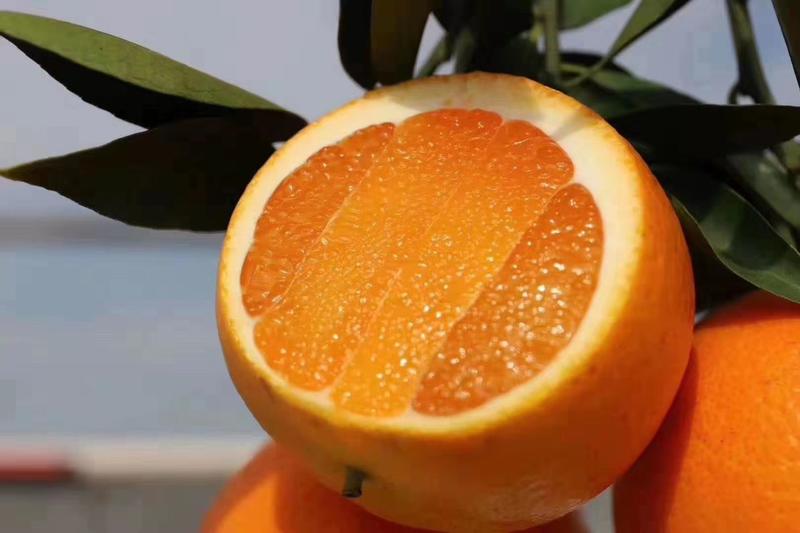 精品诸橙，产地看货采摘保质保量，欢迎订购