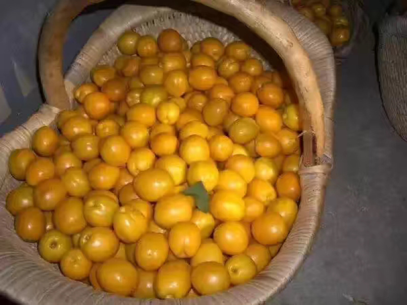 珍珠油杏