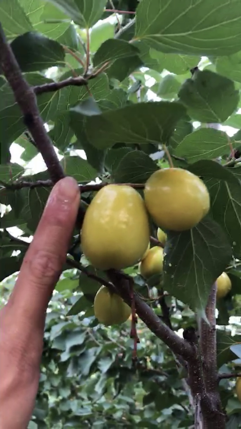 珍珠油杏