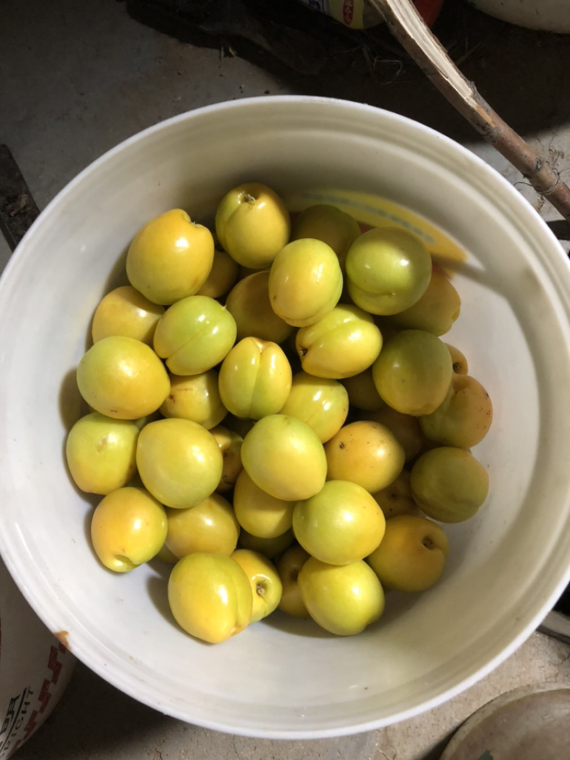 珍珠油杏