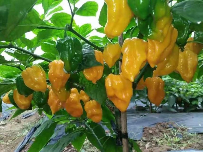 高产抗病高辣度海南黄灯笼辣椒，优质品种品质保障