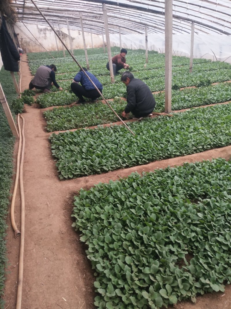 紫园茄子苗，圆茄苗品种纯正，基地直供，货量大，可实地考察