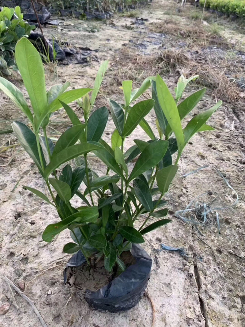细叶龙船花