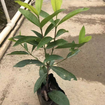 细叶龙船花