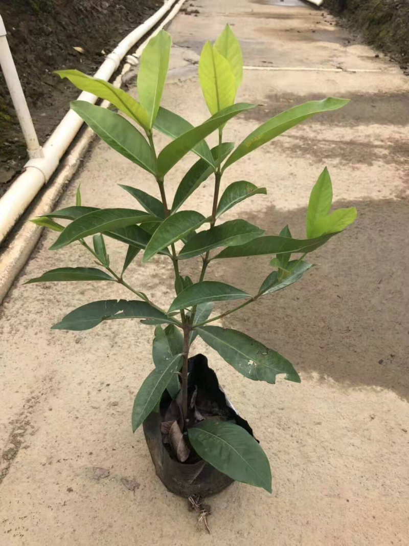 细叶龙船花