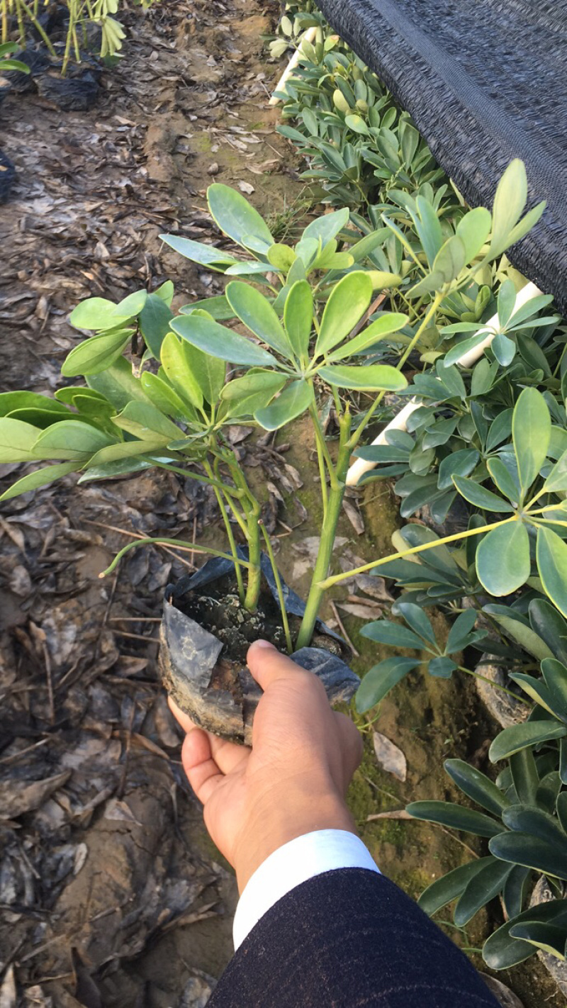 鸭脚木