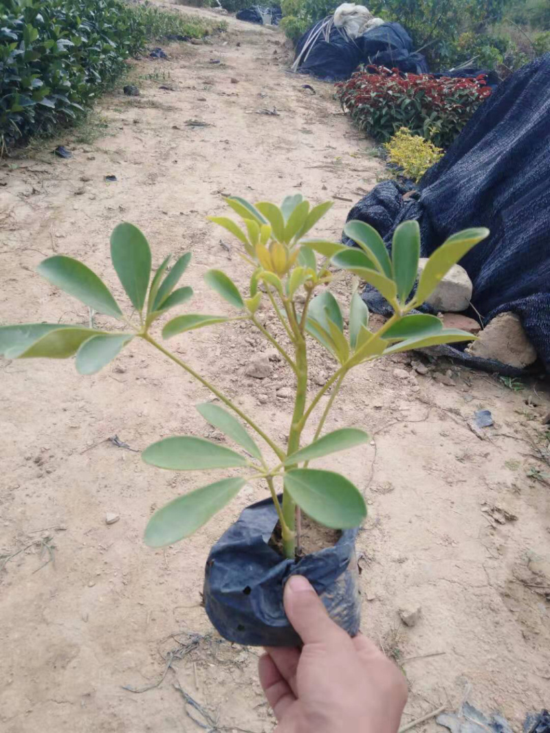 鸭脚木