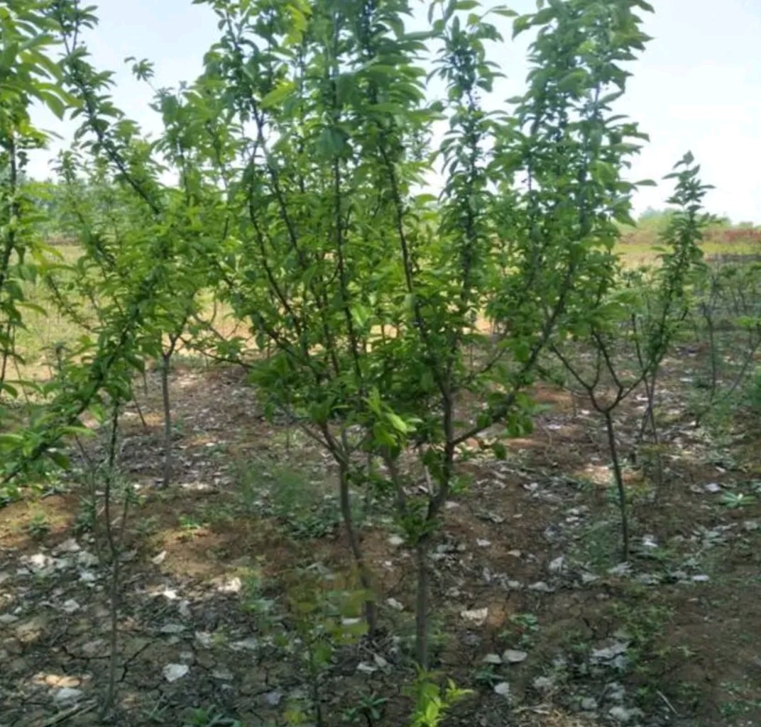 李子采摘与分拣场景