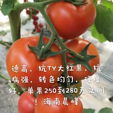 高抗TY病毒，高产，大果，硬度好红果大番茄种子