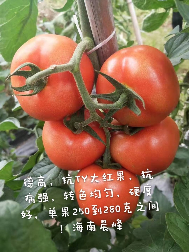 高抗TY病毒，高产，大果，硬度好红果大番茄种子