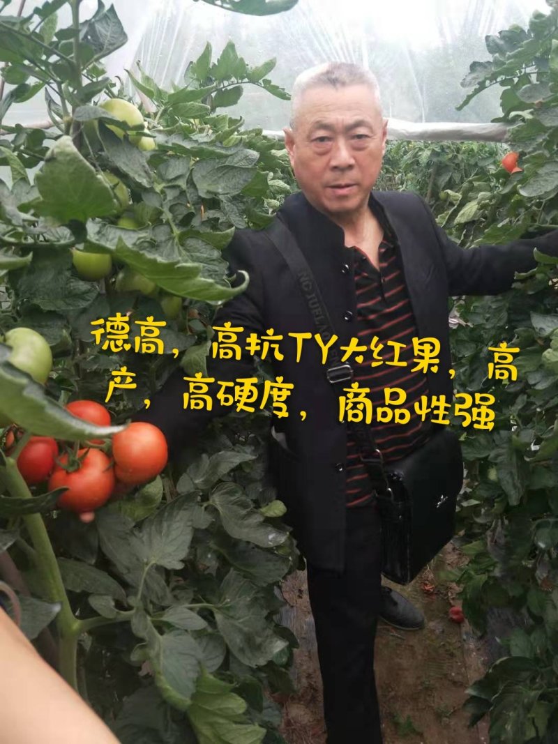 高抗TY病毒，高产，大果，硬度好红果大番茄种子